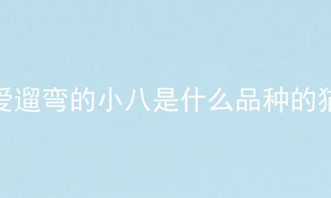 爱遛弯的小八是什么品种的猫