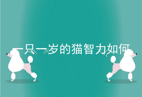 一只一岁的猫智力如何