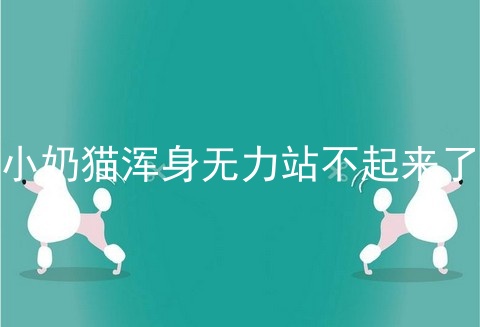 小奶猫浑身无力站不起来了