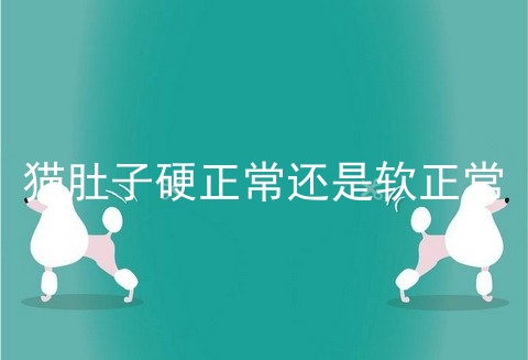 猫肚子硬正常还是软正常