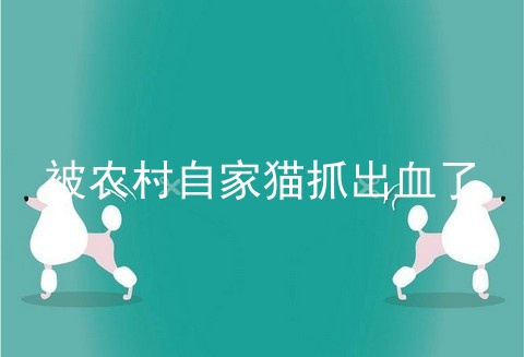 被农村自家猫抓出血了