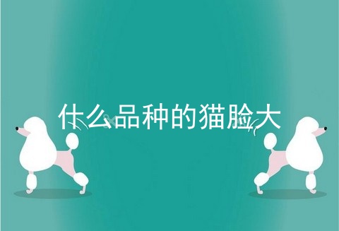 什么品种的猫脸大