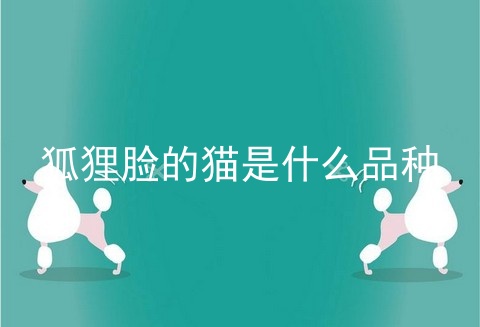 狐狸脸的猫是什么品种