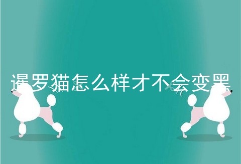 暹罗猫怎么样才不会变黑
