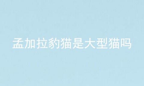 孟加拉豹猫是大型猫吗