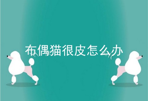 布偶猫很皮怎么办