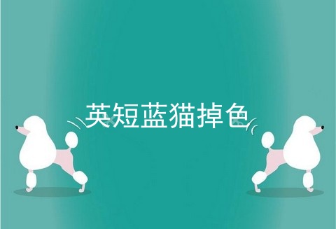 英短蓝猫掉色