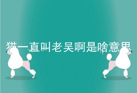 猫一直叫老吴啊是啥意思