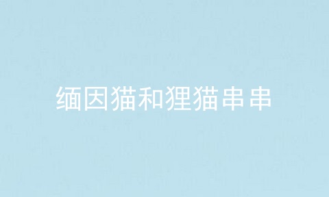 缅因猫和狸猫串串