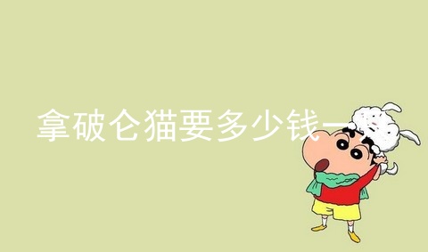 拿破仑猫要多少钱一只