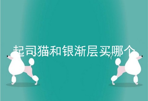 起司猫和银渐层买哪个