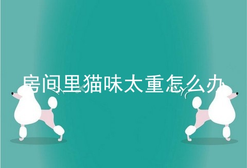房间里猫味太重怎么办