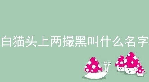 白猫头上两撮黑叫什么名字