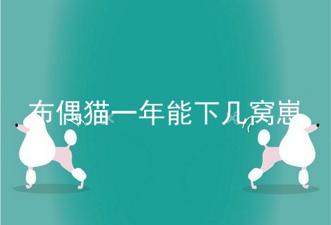 布偶猫一年能下几窝崽