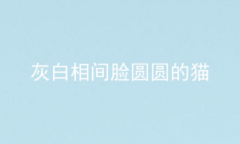 灰白相间脸圆圆的猫