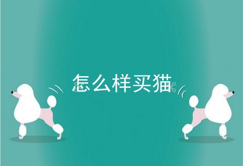 怎么样买猫