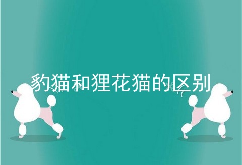 豹猫和狸花猫的区别