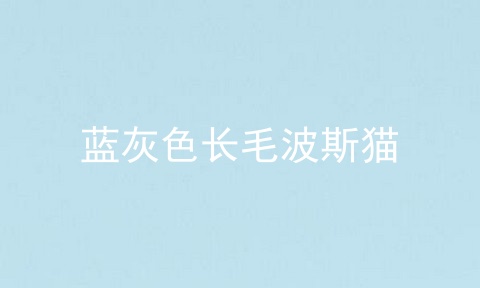 蓝灰色长毛波斯猫