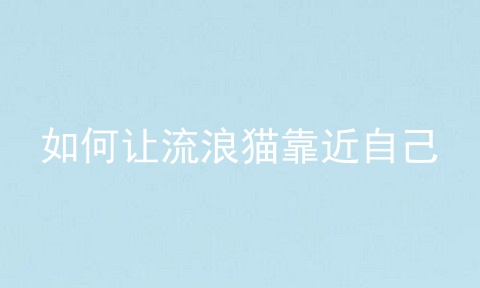 如何让流浪猫靠近自己