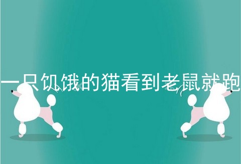 一只饥饿的猫看到老鼠就跑