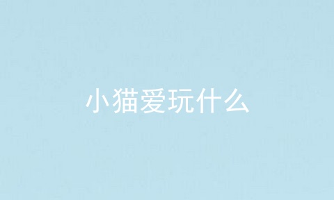小猫爱玩什么