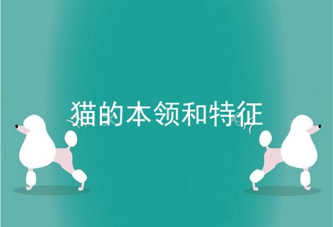 猫的本领和特征