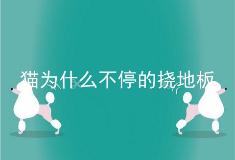 猫为什么不停的挠地板