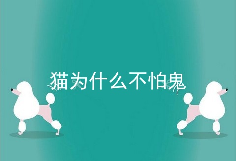 猫为什么不怕鬼