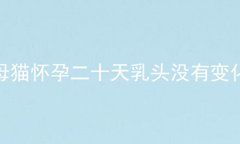母猫怀孕二十天乳头没有变化