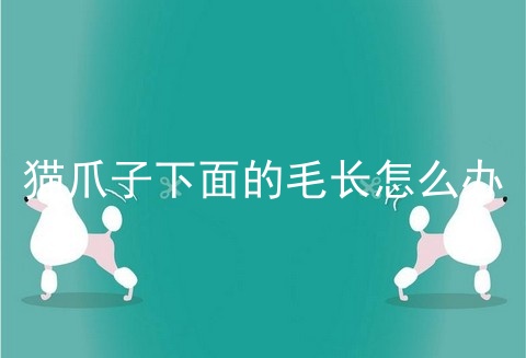 猫爪子下面的毛长怎么办