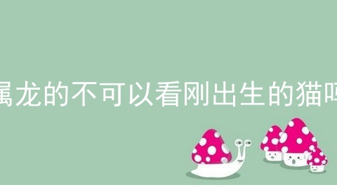 属龙的不可以看刚出生的猫吗
