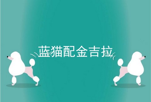 蓝猫配金吉拉