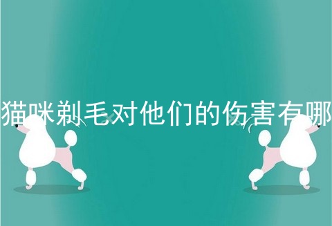 给猫咪剃毛对他们的伤害有哪些