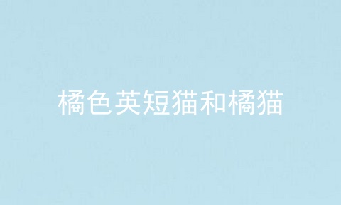 橘色<a href=/cat/13.html target=_blank class=infotextkey>英短</a>猫和橘猫