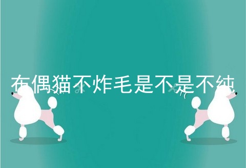 布偶猫不炸毛是不是不纯
