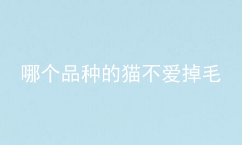 哪个品种的猫不爱掉毛