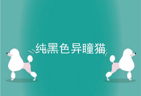 纯黑色异瞳猫