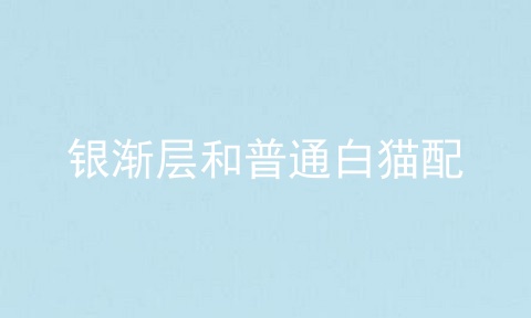 银渐层和普通白猫配