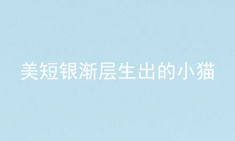 美短银渐层生出的小猫