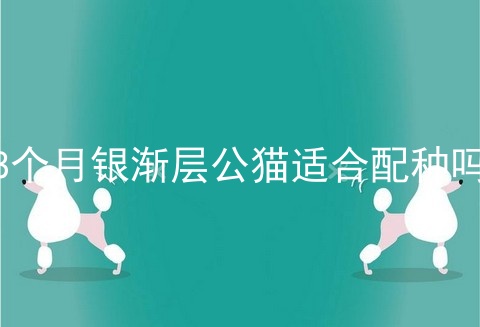 8个月银渐层公猫适合配种吗