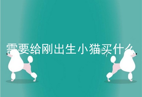 需要给刚出生小猫买什么