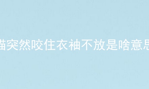 猫突然咬住衣袖不放是啥意思