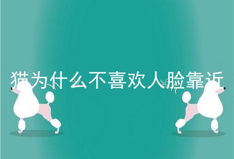猫为什么不喜欢人脸靠近