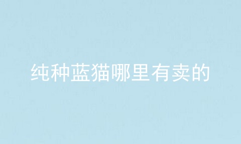 纯种蓝猫哪里有卖的