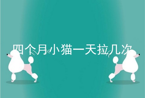 四个月小猫一天拉几次