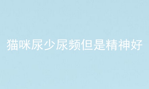 猫咪尿少尿频但是精神好