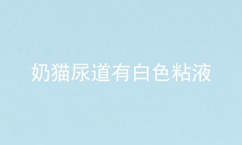奶猫尿道有白色粘液