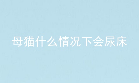 母猫什么情况下会尿床