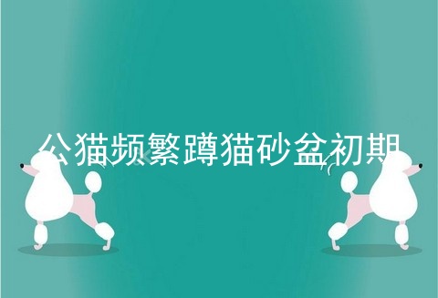 公猫频繁蹲猫砂盆初期