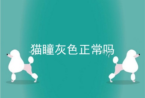 猫瞳灰色正常吗